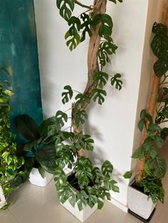 three potted plants sitting next to each other on the floor in front of a wall