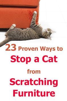 a cat laying on its back with the caption 23 proven ways to stop a cat from scratching furniture