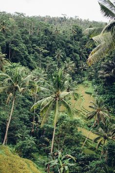 a lush green forest filled with lots of palm trees and tall grass covered hillsides