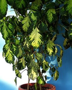 a potted plant with green leaves in it