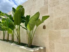 there are three plants in the planter on the wall