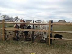 three horses are standing in their pen and one is eating