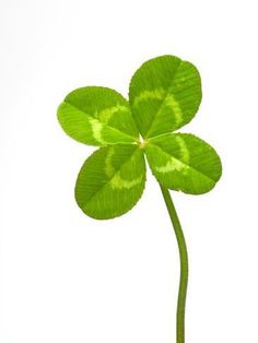 a four leaf clover is shown against a white background