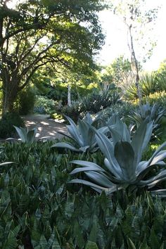 some very pretty plants in the middle of a park area with lots of trees and bushes