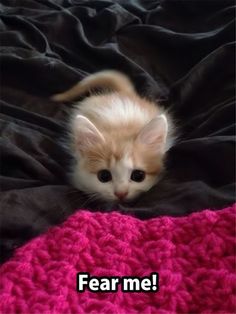 a small kitten laying on top of a blanket