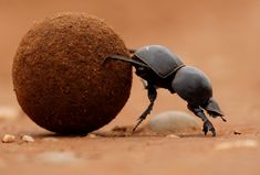 two black bugs are playing with each other on the ground next to an object that looks like a ball