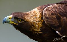 a close up of a bird of prey