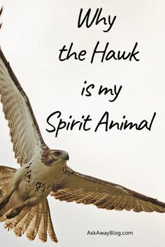 an image of a bird flying in the sky with words above it that says, why the hawk is my spirit animal