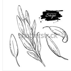 an illustration of sage leaves and buds on a white background stock photo, royalty - free image