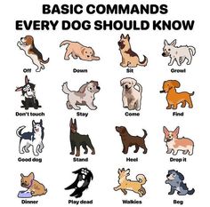 the basic commands for every dog to know it's size and breed, including puppies