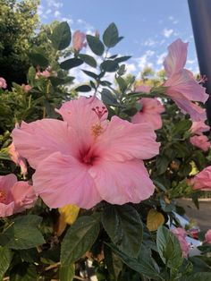 pink flowers blooming on the side of a building