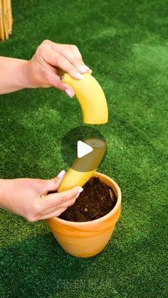 a person holding a banana over a potted plant on artificial grass with the text, how to grow bananas indoors