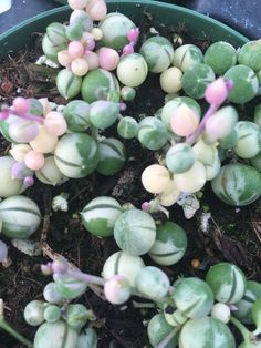 small green and pink plants in a pot