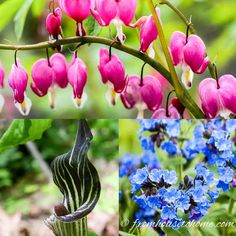 four different pictures with flowers and plants in them