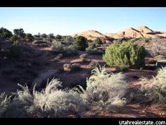 the desert is full of plants and bushes