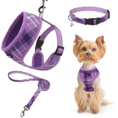 a small dog wearing a purple plaid harness and leash, next to its owner's collar