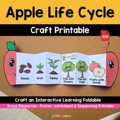 an apple life cycle craft for kids to make