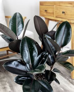 a potted plant sitting on top of a wooden floor next to a dresser and chair