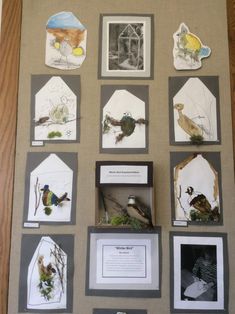 the birds are displayed on the wall with pictures and papers attached to each one's sides