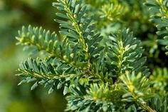 closeup of green leaves on a tree