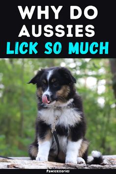 a dog sitting on top of a log with the words why do aussies lick so much?