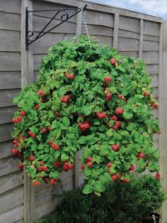 a hanging planter filled with strawberries and green leaves in front of a wooden fence