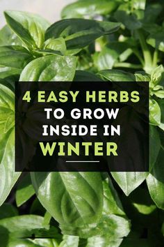 herbs to grow inside in winter