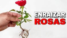 a hand holding a red rose with the words enraizar rosas above it