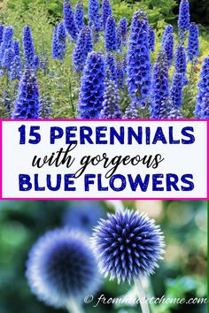 blue flowers with the words 15 perennials with gorgeous blue flowers