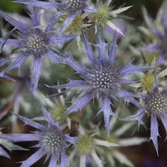 some very pretty purple flowers with green centers