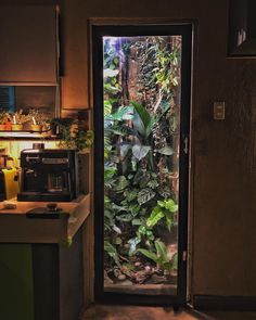 an open door leading to a kitchen filled with plants