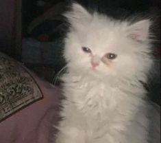 a fluffy white cat sitting on top of a bed next to a pillow and blanket