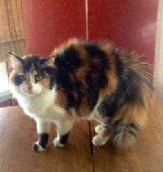 a fluffy cat standing on top of a wooden table next to a red wall and window