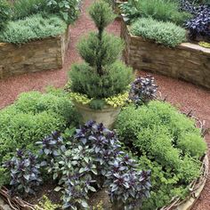 a garden filled with lots of different types of plants