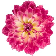 a large pink flower with yellow center on a white backgrounnd background, viewed from above