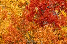 an orange and yellow tree with lots of leaves