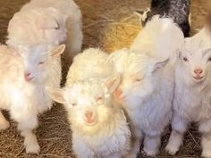 five white sheep standing next to each other on hay covered ground with one black sheep looking at the camera