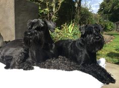 three black dogs sitting on top of a white blanket