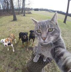 three dogs and a cat are standing in the grass next to a tree trunk, one is looking at the camera