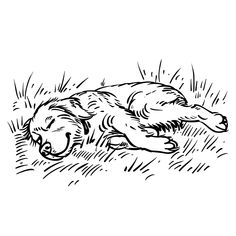 Easy Dog Playing in Grass (free printable PDF black-and-white line drawing idea suitable for all, from beginners to advanced learners, including children, teens, adults, and seniors) Dream Drawing