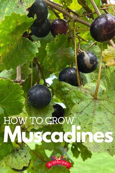 how to grow muscadines on the vine in your backyard or garden?