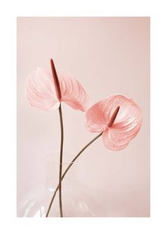 two pink flowers are in a clear vase