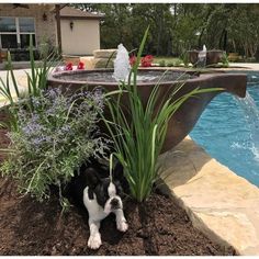 a black and white dog laying in the dirt next to a fountain