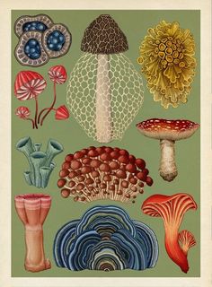 an image of different types of mushrooms