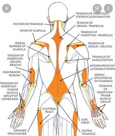 the muscles are labeled in this diagram