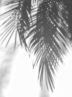 the shadow of a palm tree leaves against a white sky with clouds in the background