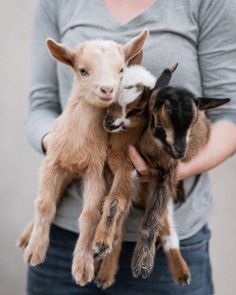 a woman holding three baby goats in her hands