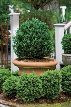 a potted plant sitting in the middle of a garden