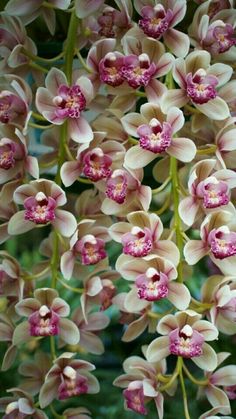 pink and white flowers hanging from the ceiling