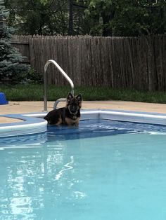 a german shepard dog sitting in an empty swimming pool